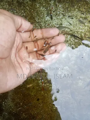 Mixed Guppy For Sale