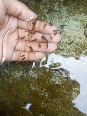 Mixed Guppy For Sale