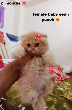 1-3 Months Female Purebred Persian