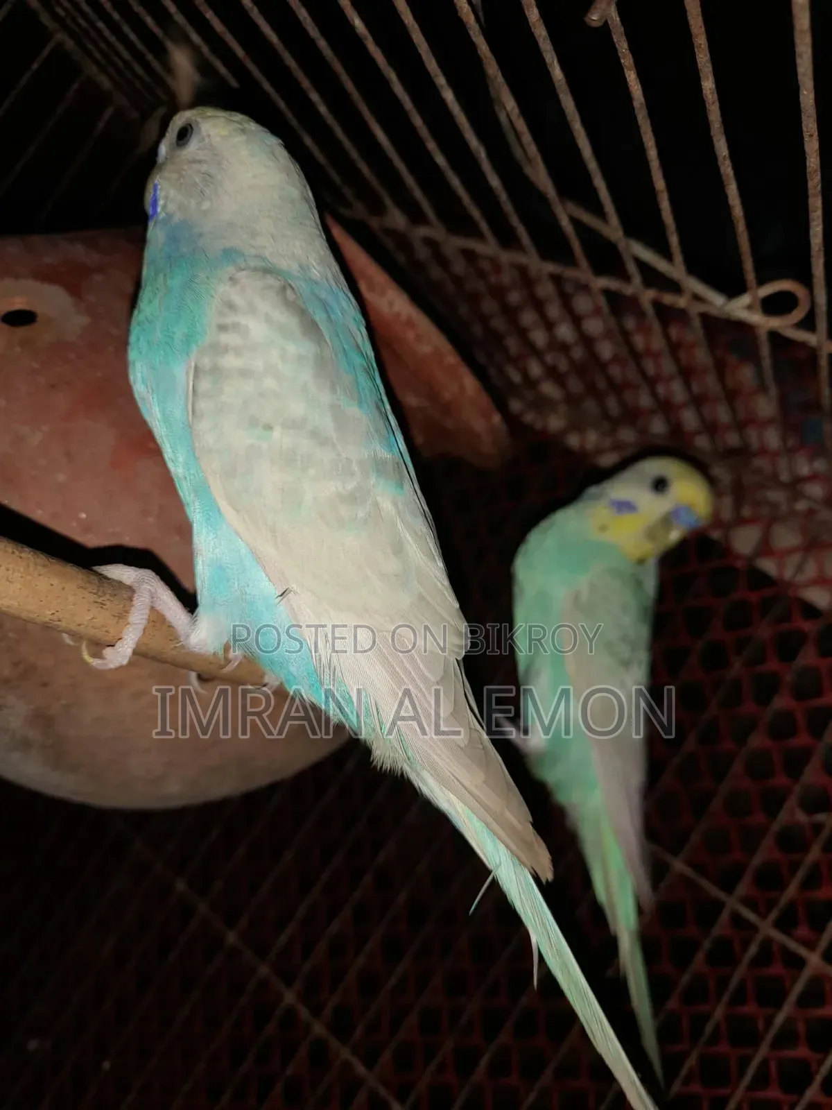 4 pairs of Budgerigars for sale. And one Lovebird.