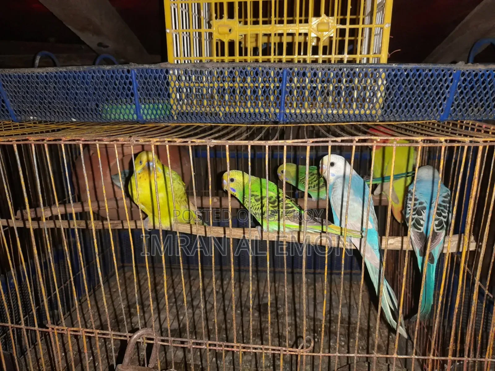 4 pairs of Budgerigars for sale. And one Lovebird.