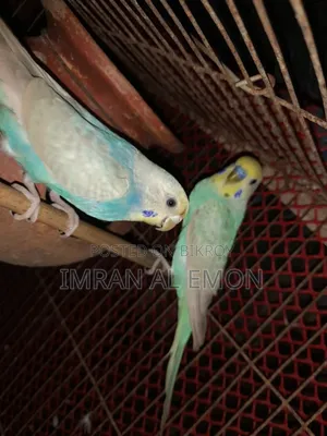 4 pairs of Budgerigars for sale. And one Lovebird.