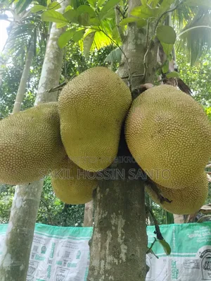 Jackfruit for sale