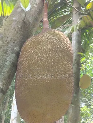 Jackfruit for sale