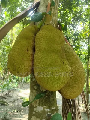 Jackfruit for sale