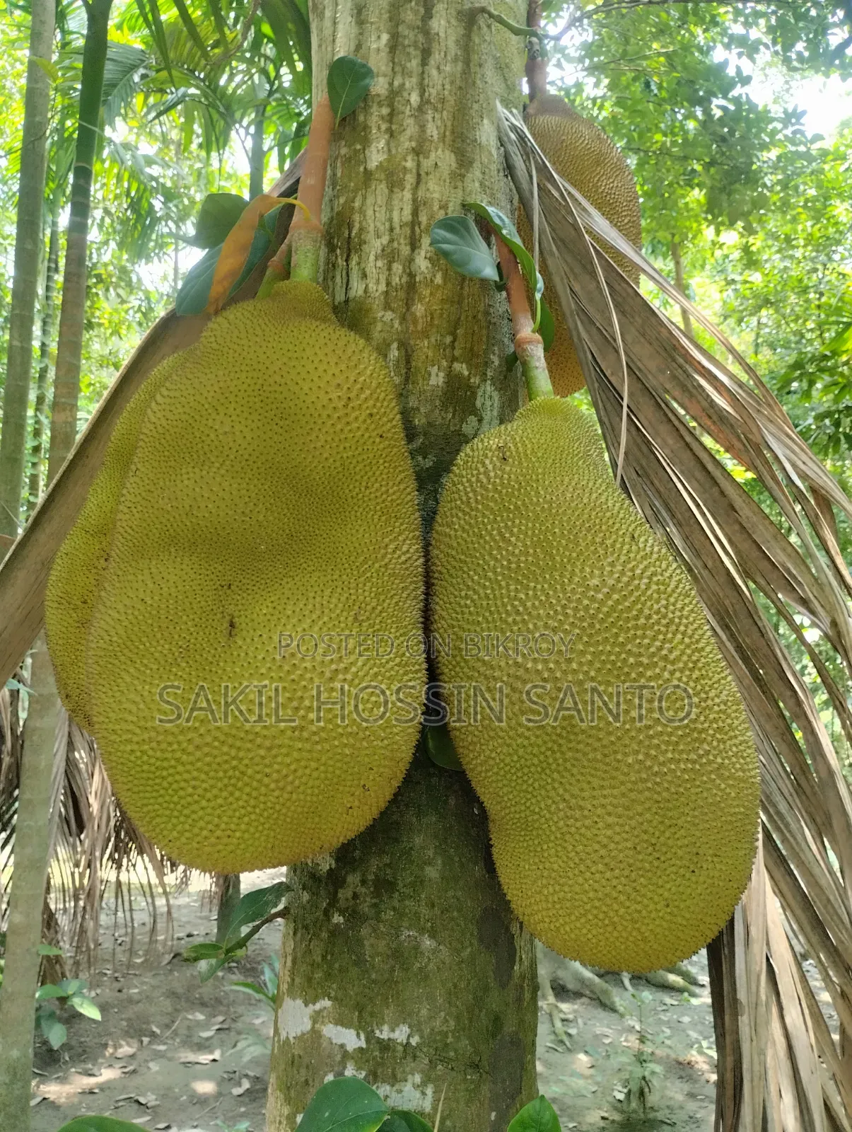 Jackfruit for sale