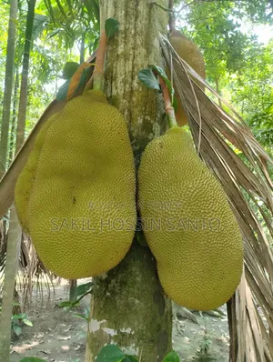 Jackfruit for sale