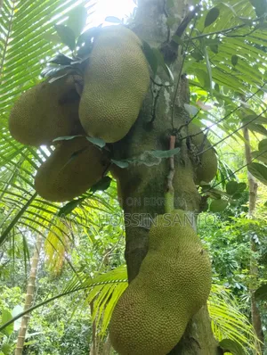 Jackfruit for sale