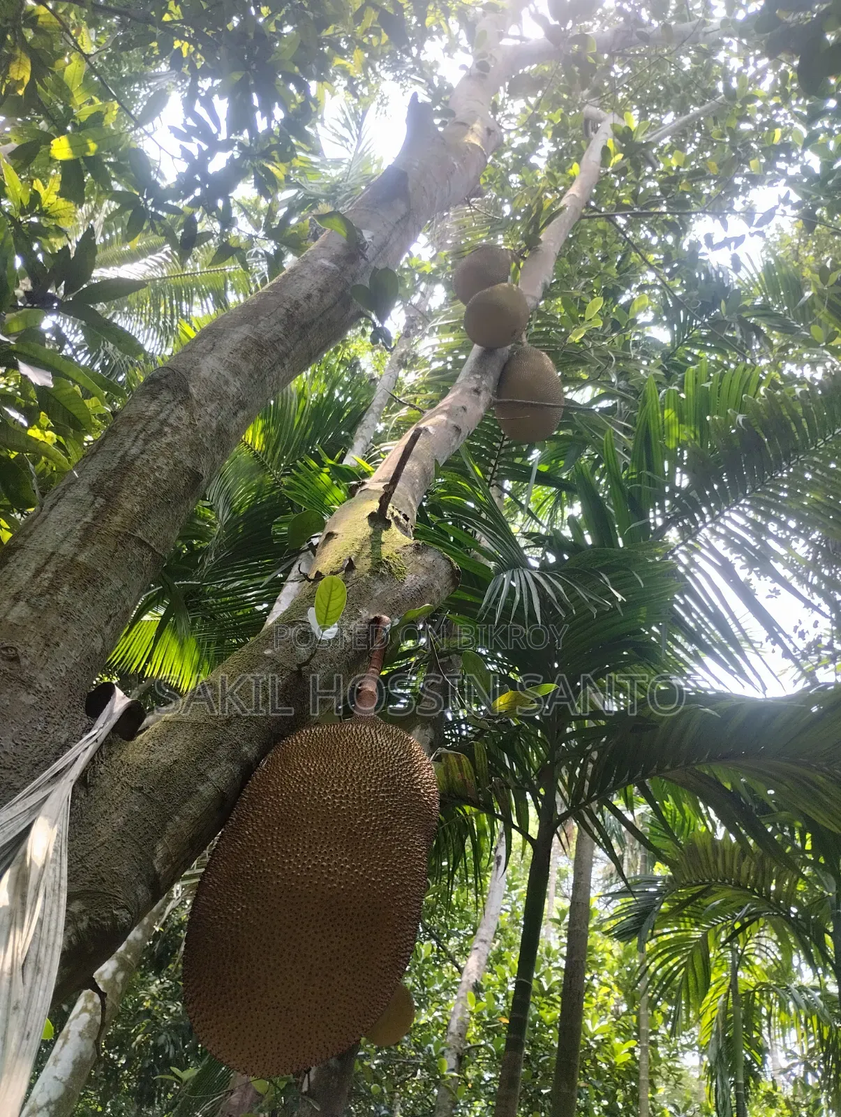 Jackfruit for sale