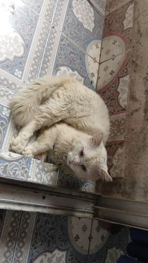 3-6 Months Male Purebred Persian