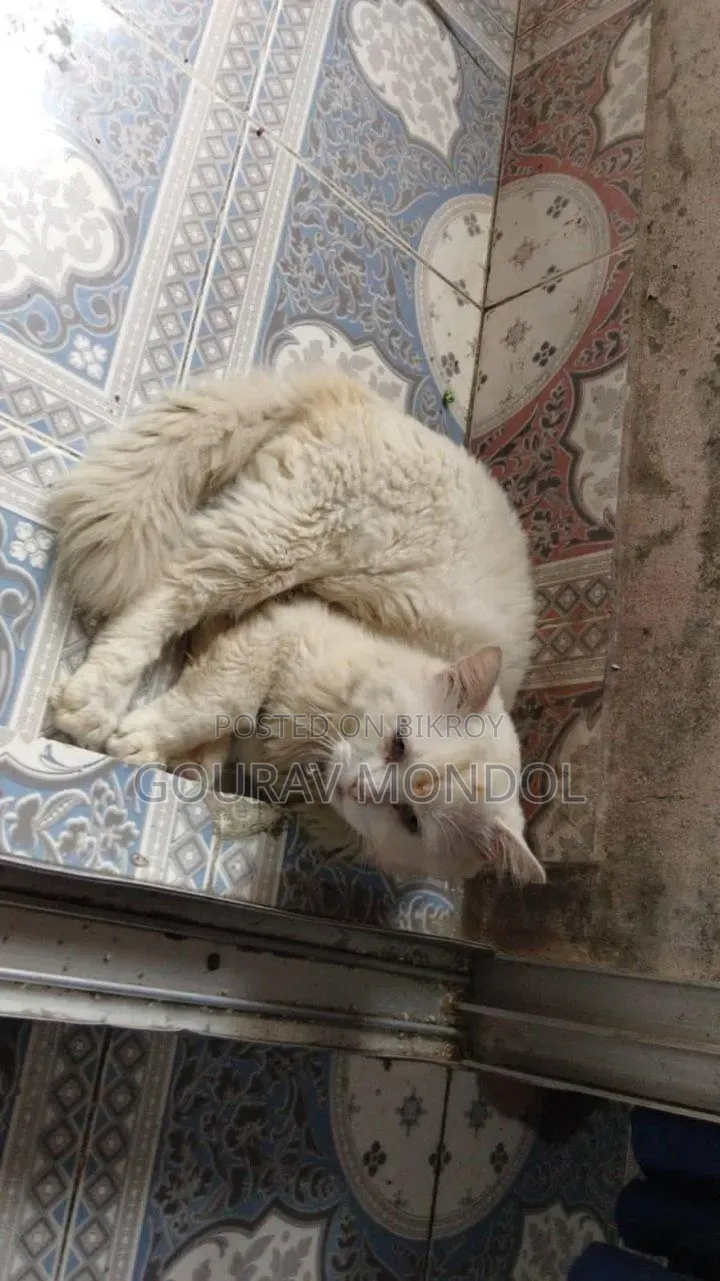 3-6 Months Male Purebred Persian