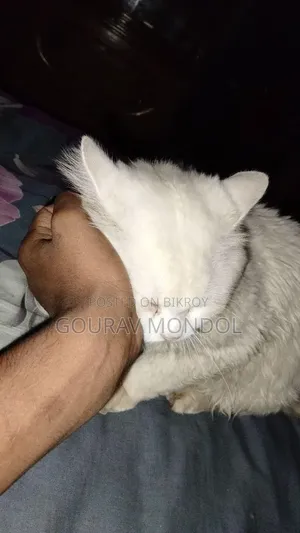 3-6 Months Male Purebred Persian
