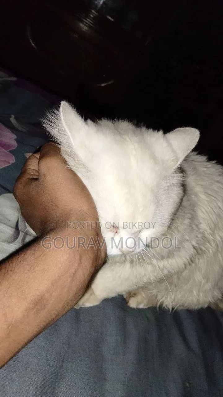 3-6 Months Male Purebred Persian