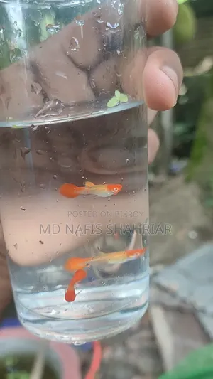 অ্যালবিনো কোই গাপ্পি ফ্রাই