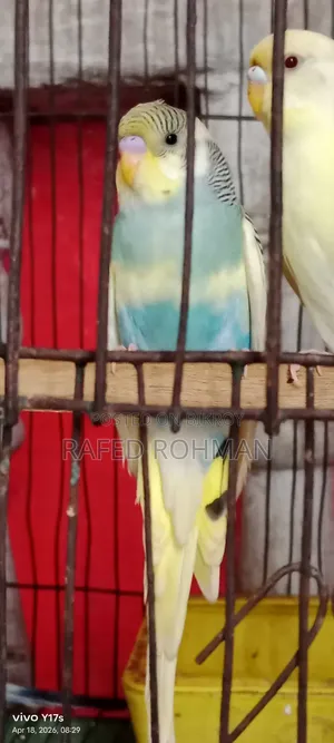 Budgerigar Pair