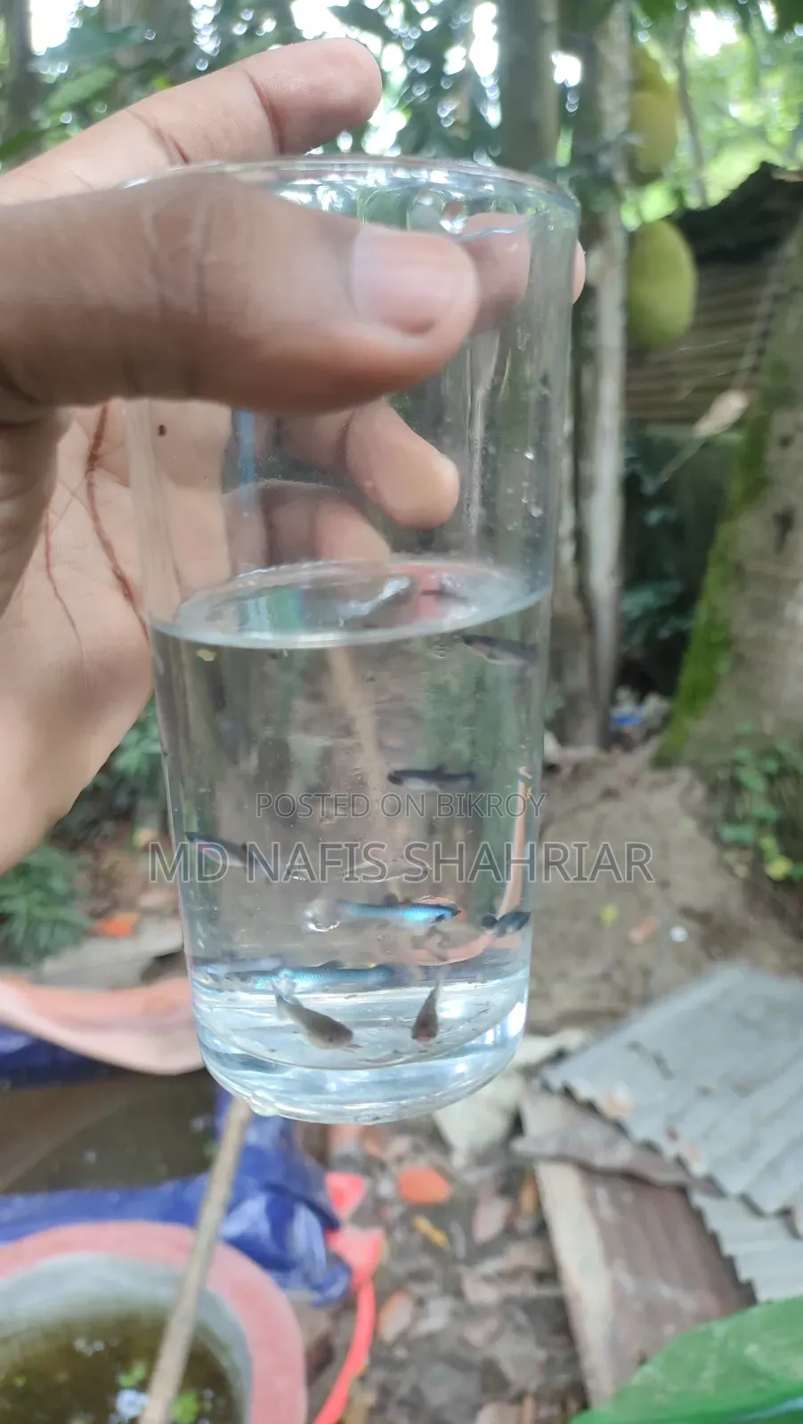 Blue Panda Guppy Fry-2 Month