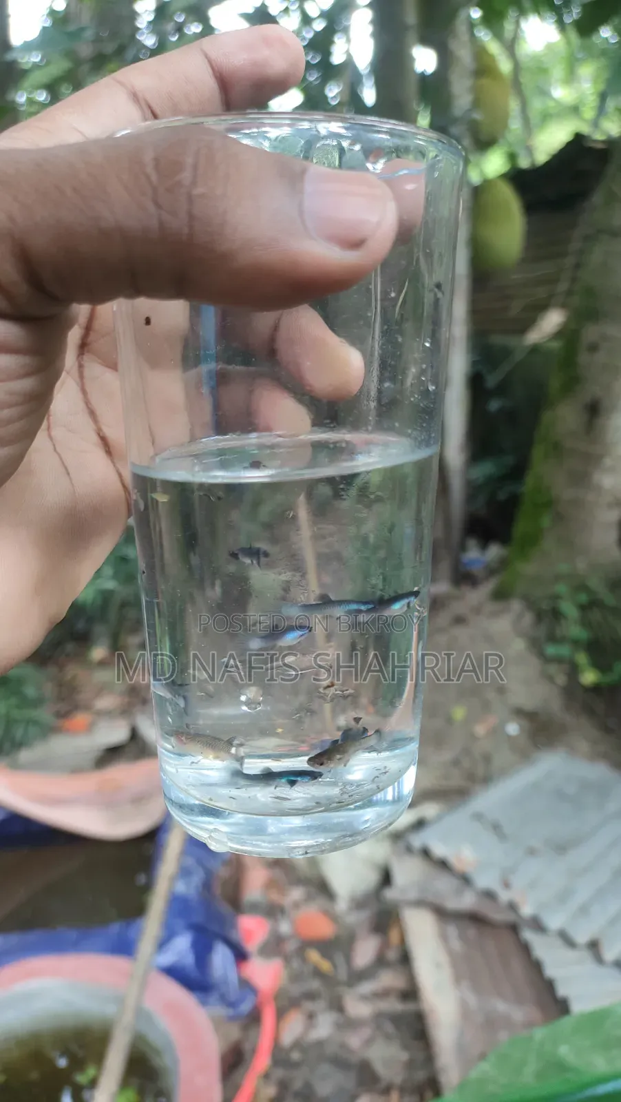 Blue Panda Guppy Fry-2 Month