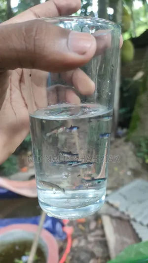 Blue Panda Guppy Fry-2 Month