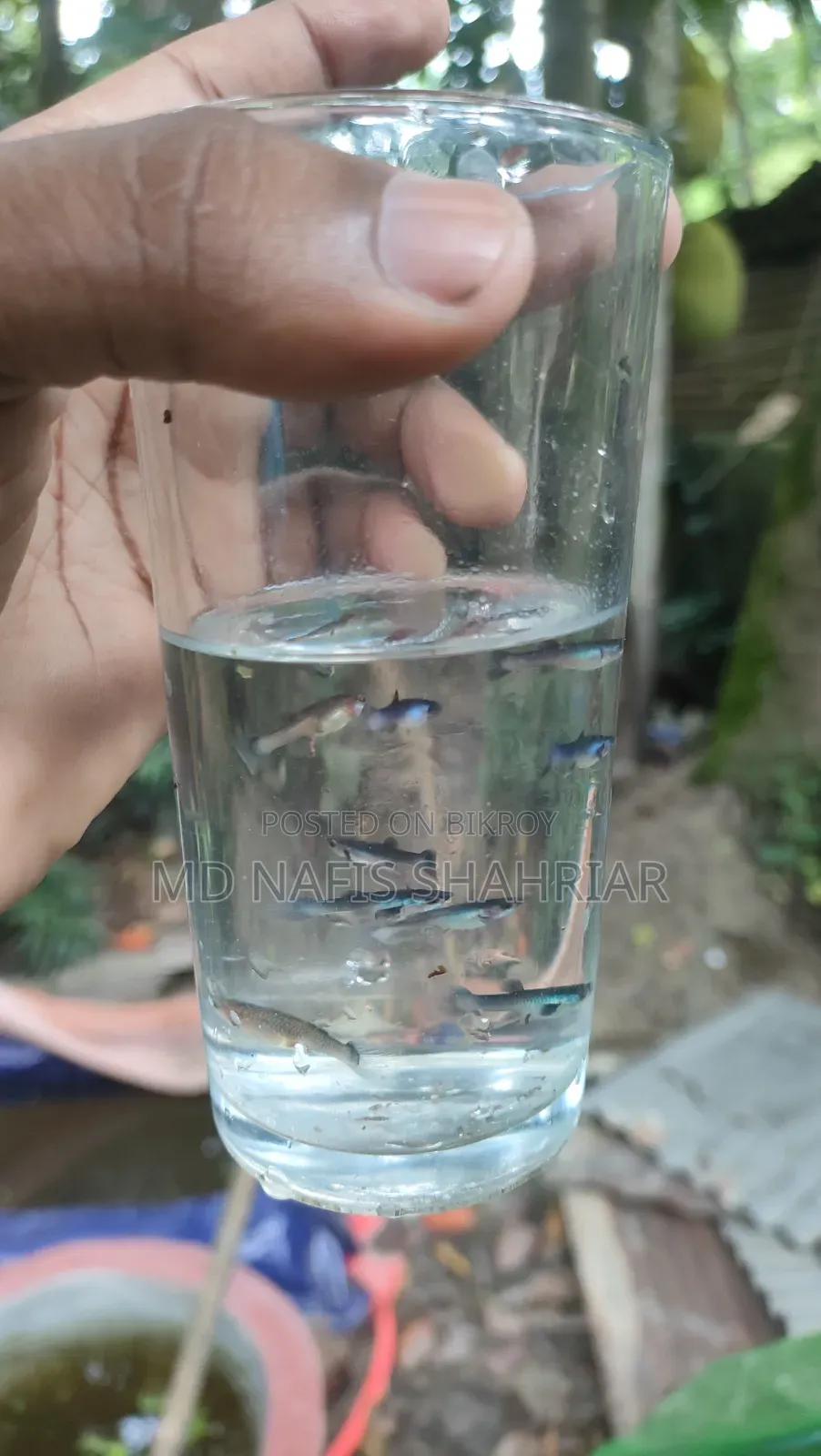 Blue Panda Guppy Fry-2 Month