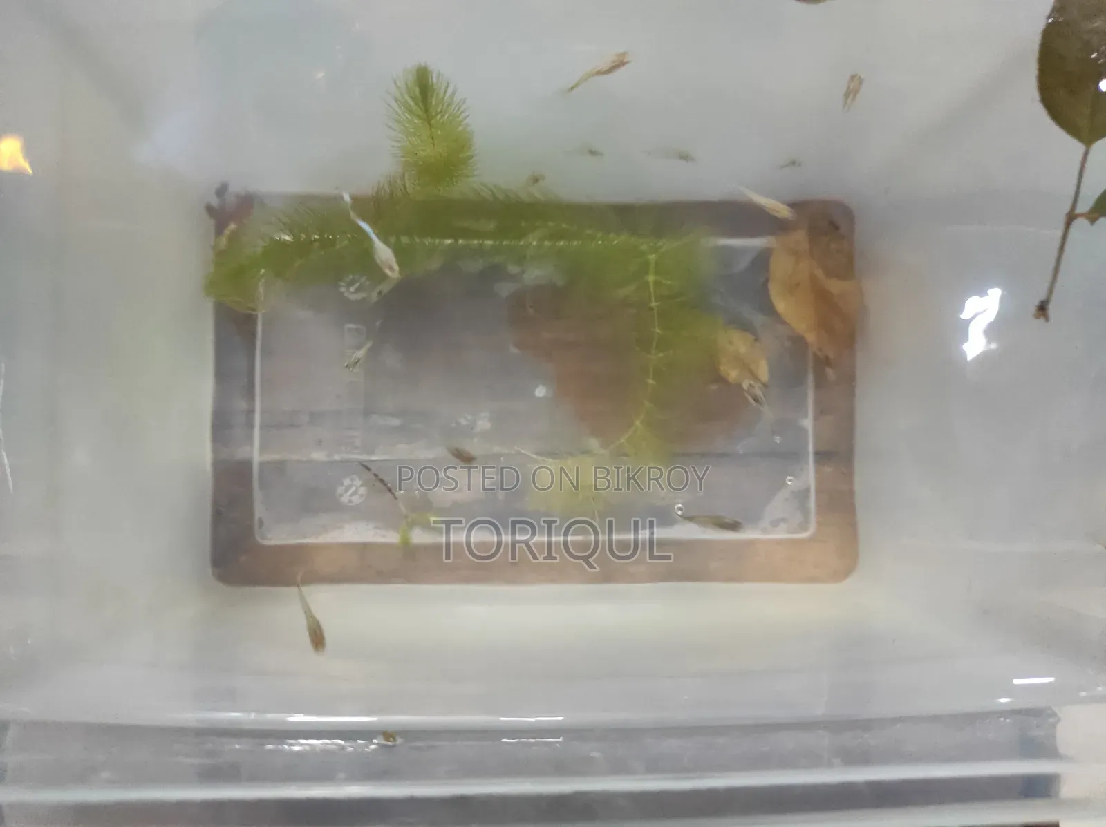 Mixed Guppy (Per Pair) L