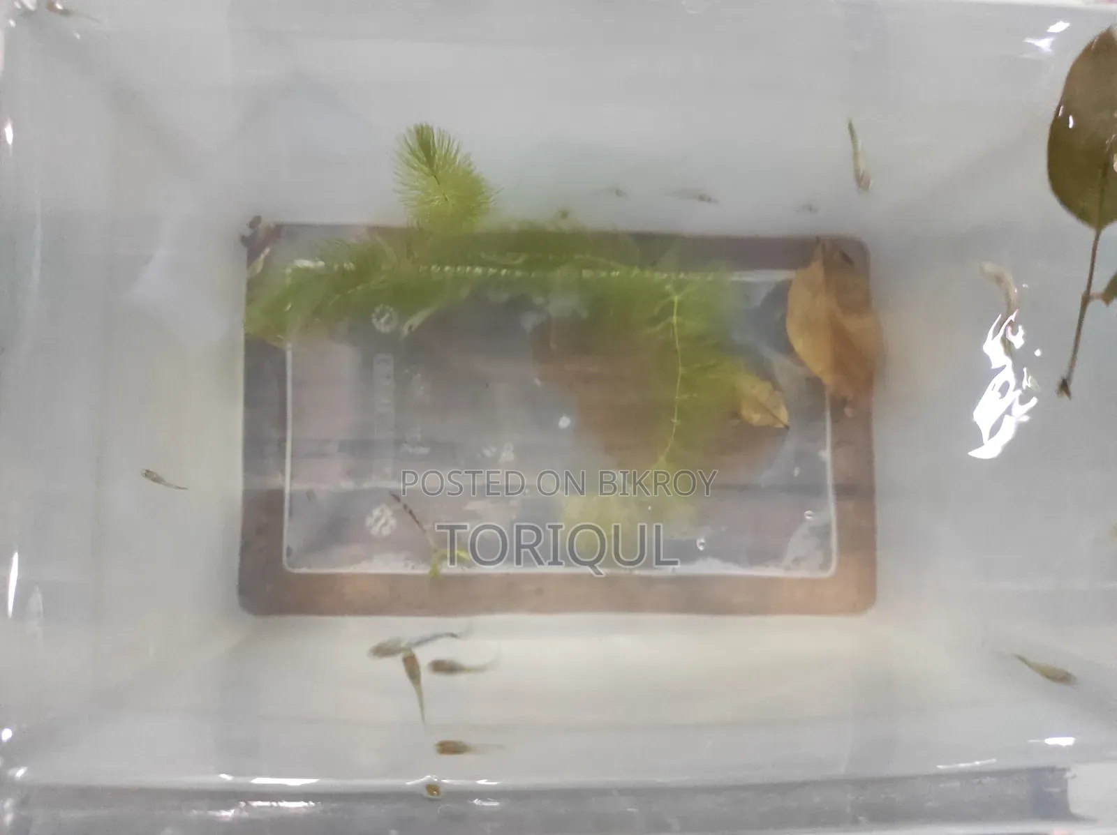 Mixed Guppy (Per Pair) L