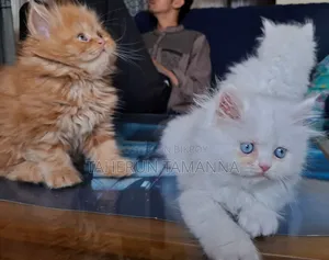 1-3 Months Female Purebred Persian