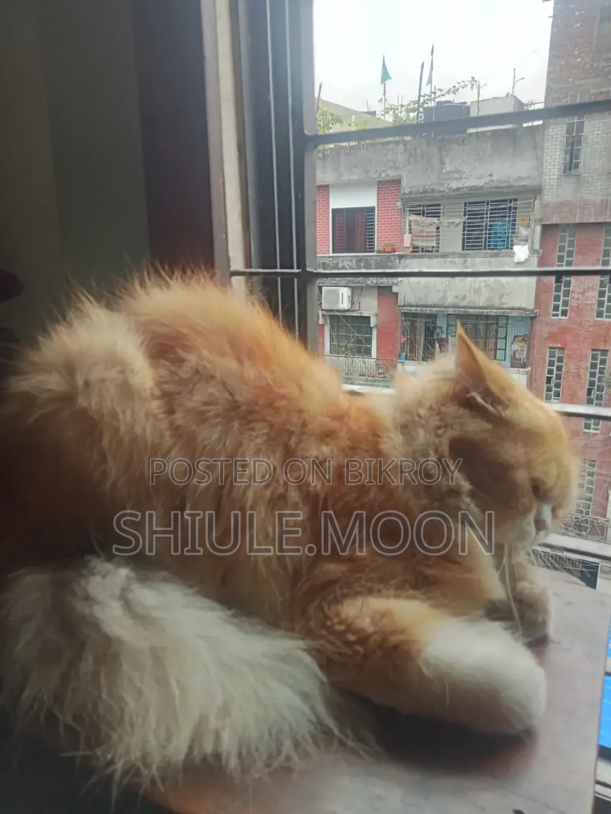 1+ Year Female Purebred Persian Cat