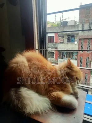 1+ Year Female Purebred Persian Cat
