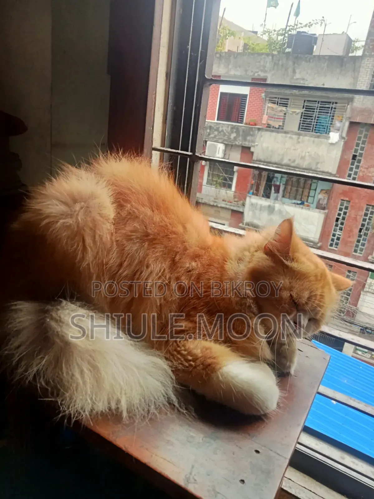 1+ Year Female Purebred Persian Cat
