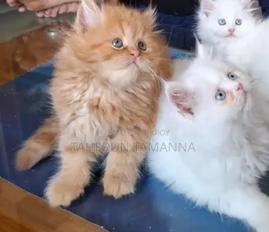 1-3 Months Female Purebred Persian