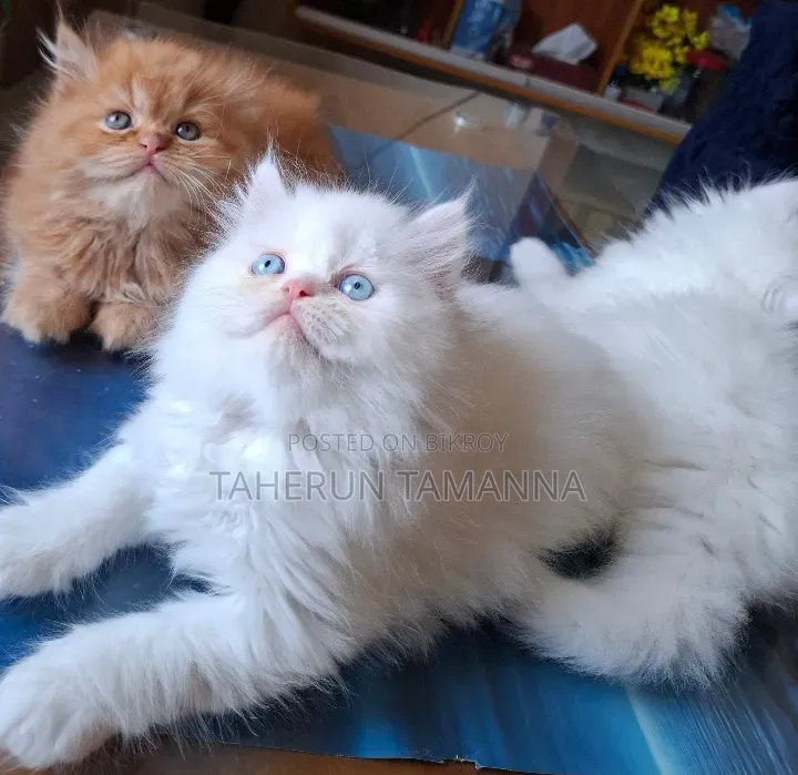 1-3 Months Female Purebred Persian