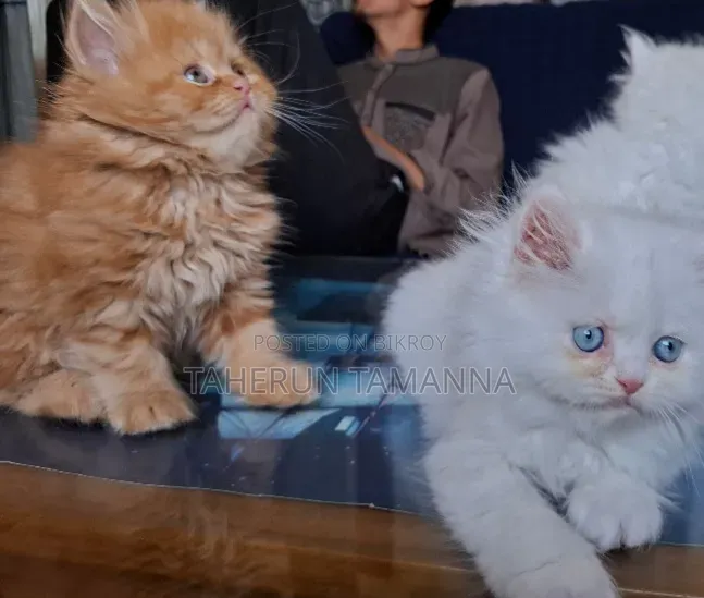1-3 Months Female Purebred Persian
