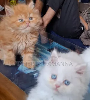 1-3 Months Female Purebred Persian
