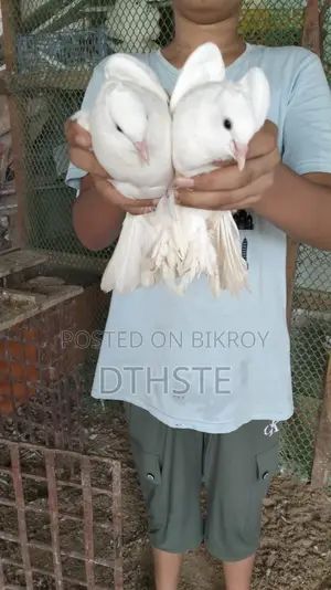 A Fantail Master Breeding Pair