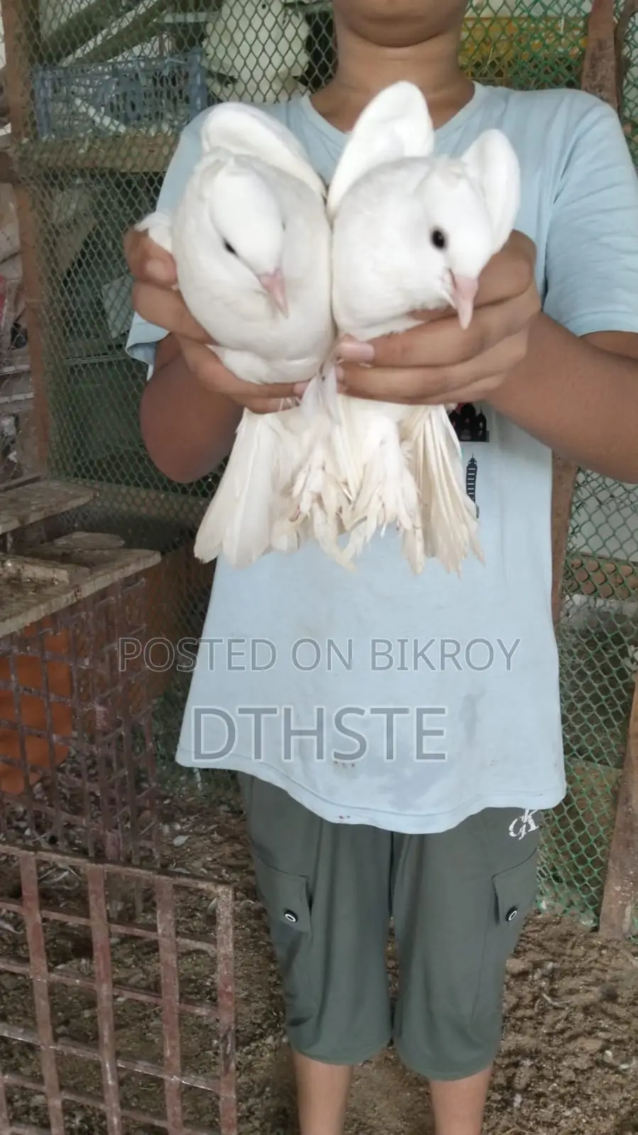 A Fantail Master Breeding Pair