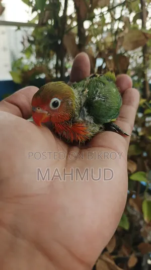 Spackle Pigeon