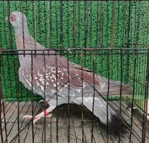 Spackle Pigeon