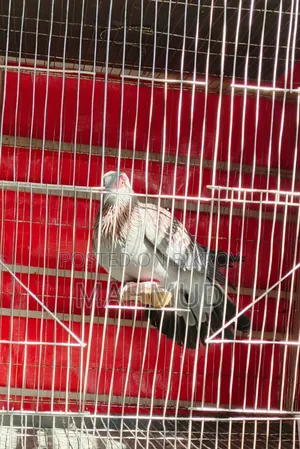 Spackle Pigeon