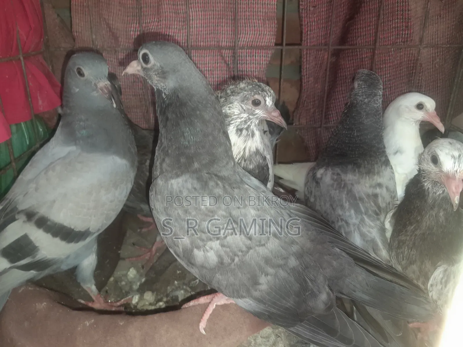 Pigeon squabs for eating.