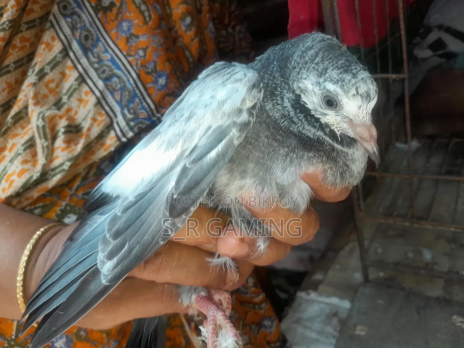 Pigeon squabs for eating.