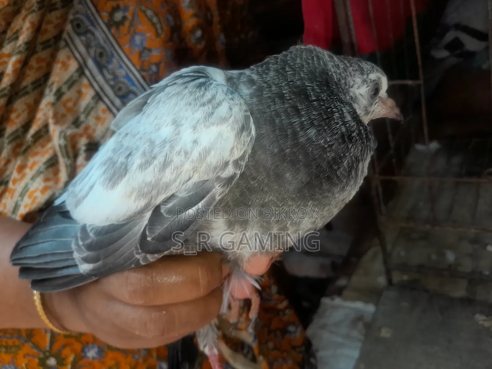 Pigeon squabs for eating.