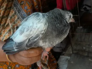 Pigeon squabs for eating.
