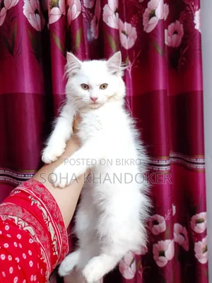 1-3 Months Female Purebred Persian