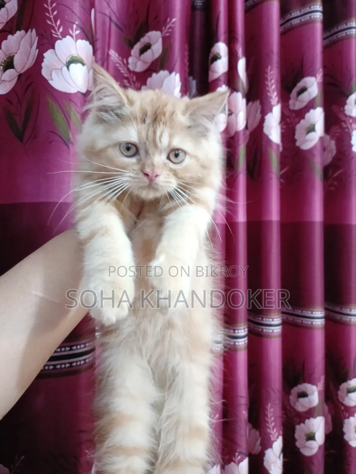 1-3 Months Female Purebred Persian