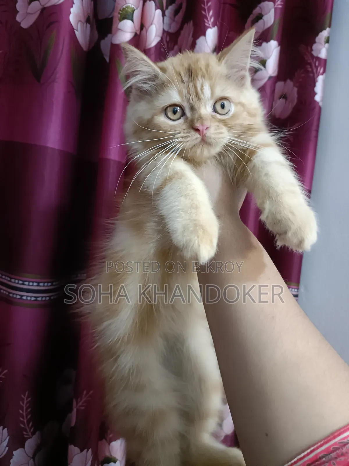 1-3 Months Female Purebred Persian