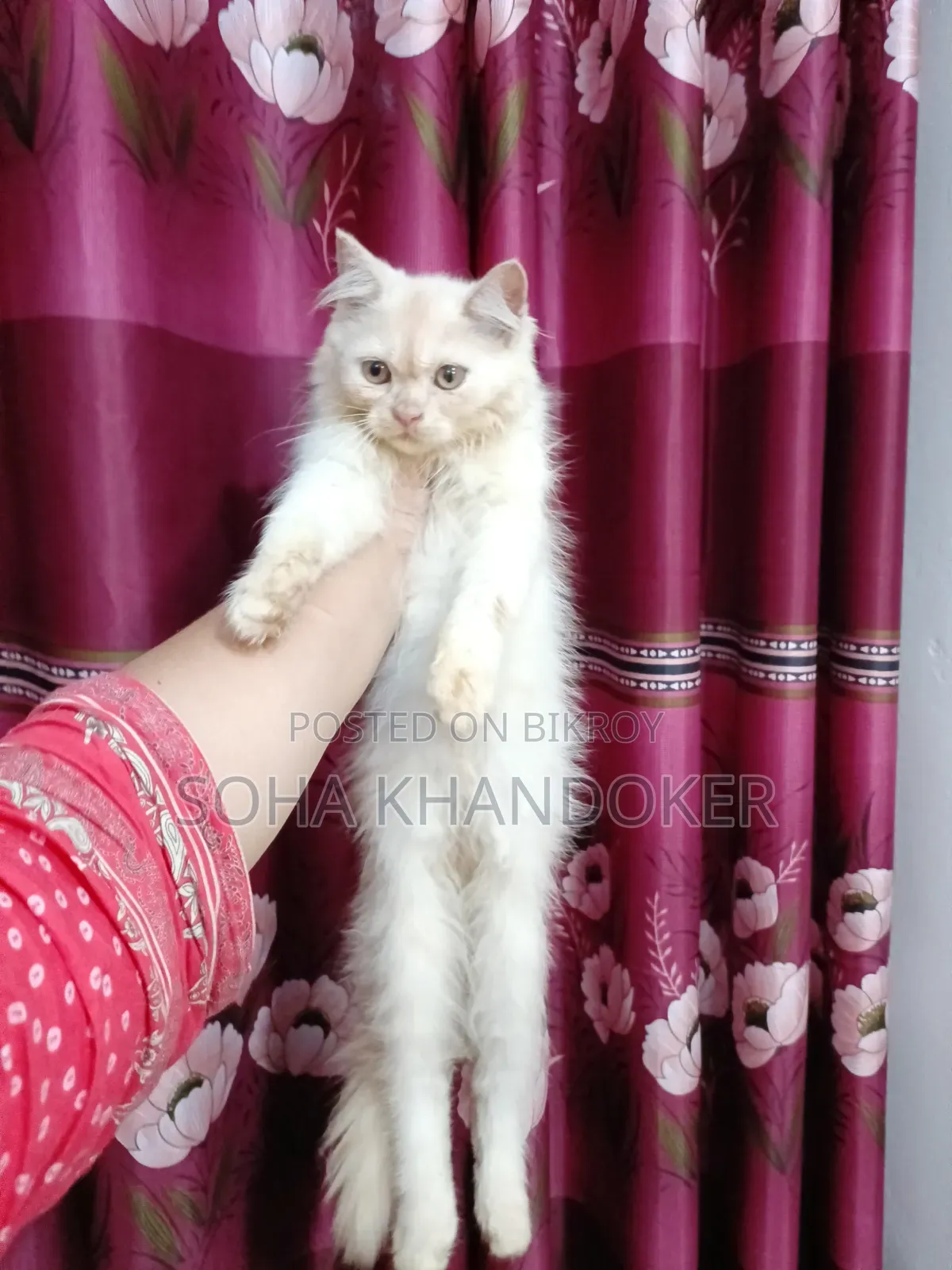 1-3 Months Female Purebred Persian