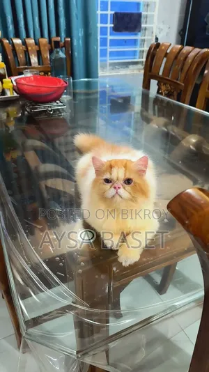 1-3 Months Male Purebred Persian Cat
