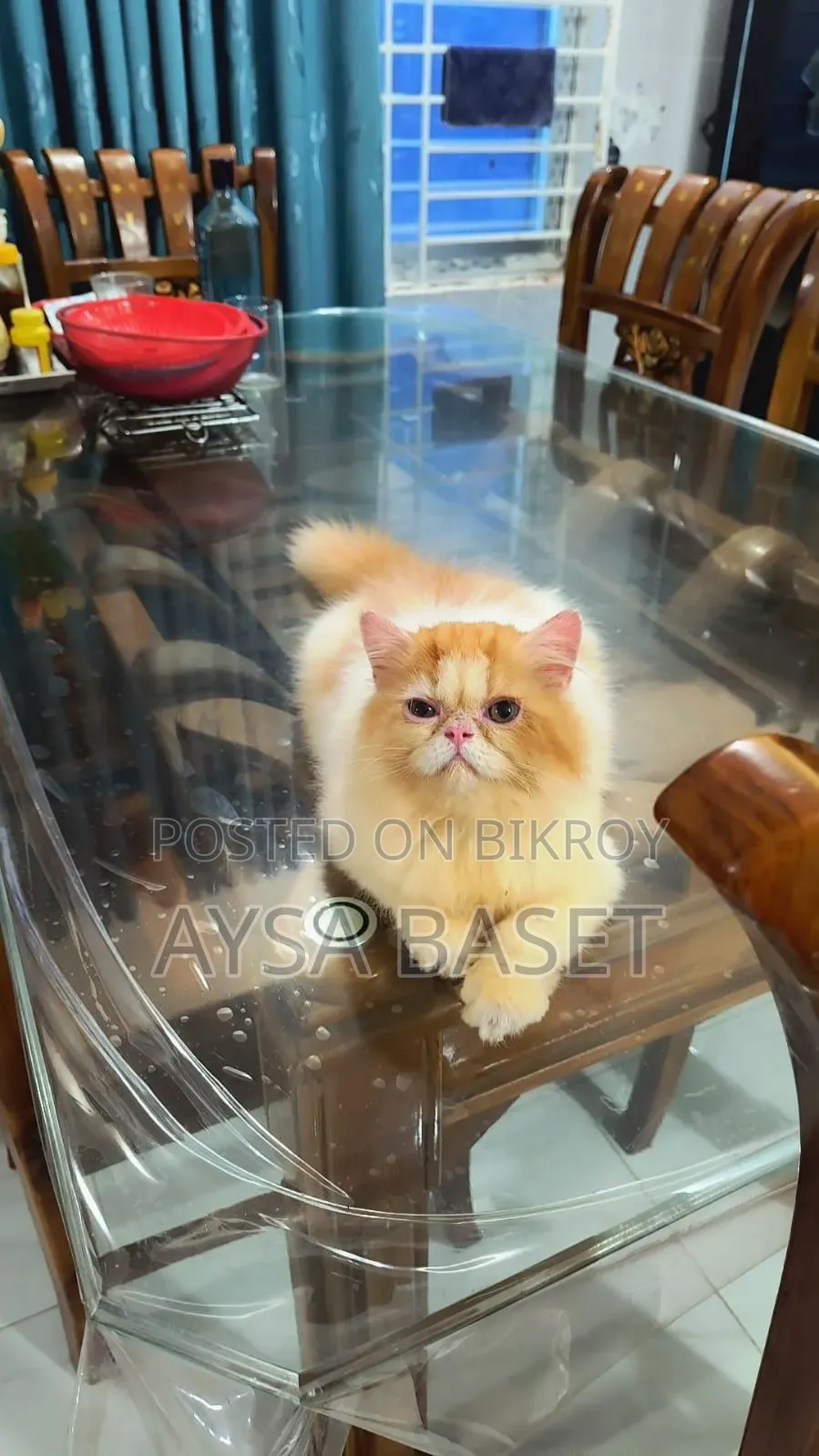 1-3 Months Male Purebred Persian Cat