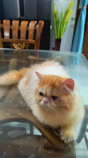 1-3 Months Male Purebred Persian Cat