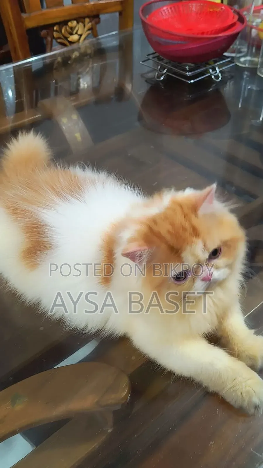 1-3 Months Male Purebred Persian Cat